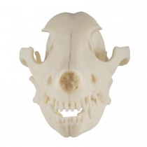 Dog Skull, Plastic